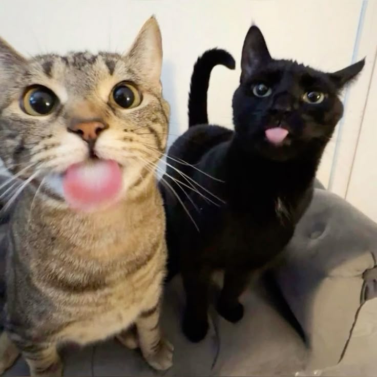 Cats Takeover